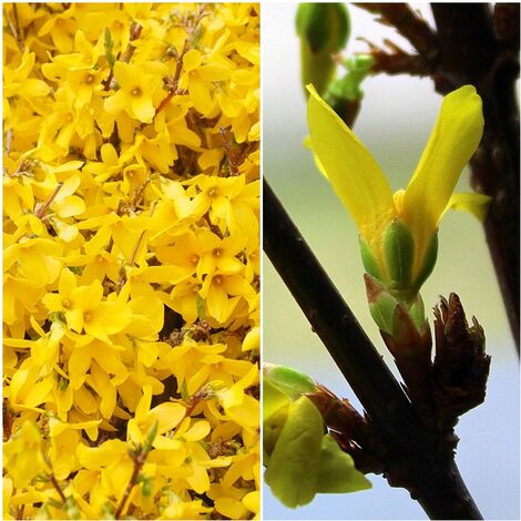 Planta de Campanillas Doradas. Forsythia. Altura 40 - 50 Cm