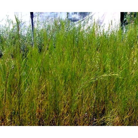 Planta de Casuarina O Roble de Rio. Uso Como Pantalla Vegetal O Aislado en Parques