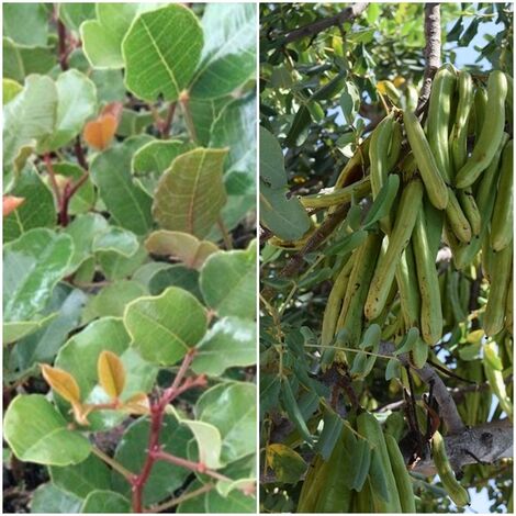 Planta de Ceratonia Siliqua - Algarrobo. en Cepellon.