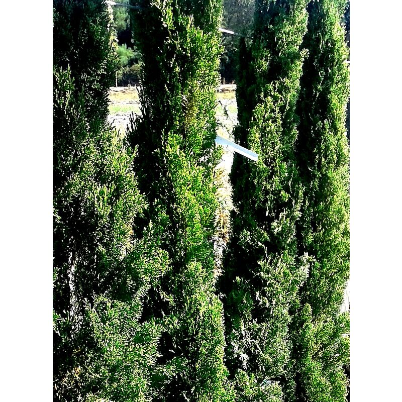 

Planta de Cipres Cupressus Estricta O Totem. Longevo y Crecimiento Rápido. 150 Cm