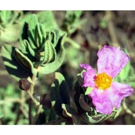 Planta de Cistus Albidus - Estepa Blanca. Altura 20 - 30 Cm