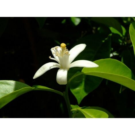Planta de Citrus Aurantium - Naranjo Amargo. en Alveolo Forestal. 20 - 30 Cm