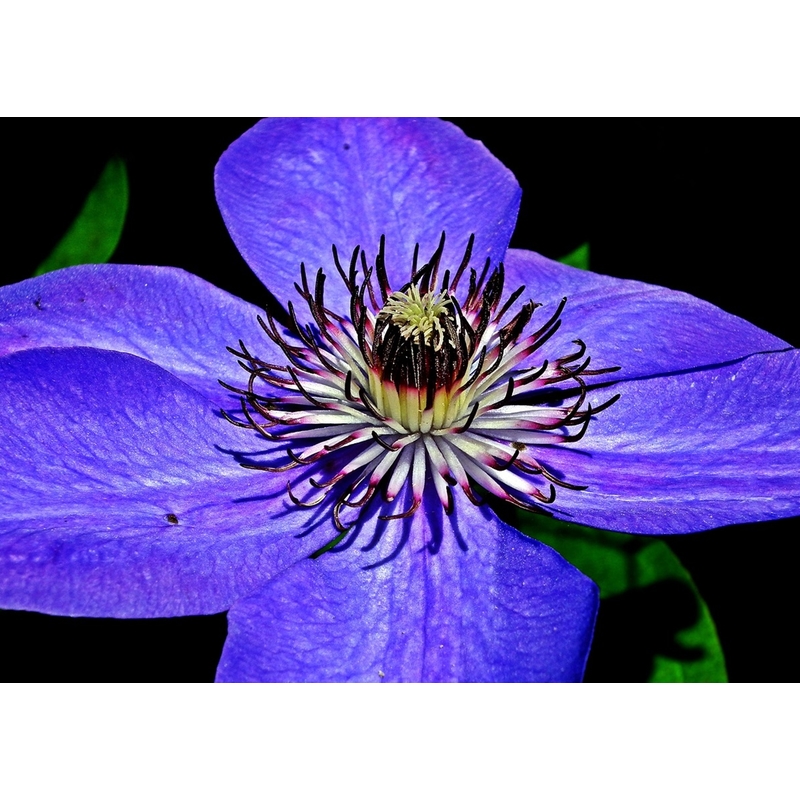 

Planta de Clematis Azul. Multi Blue. 30 Cm