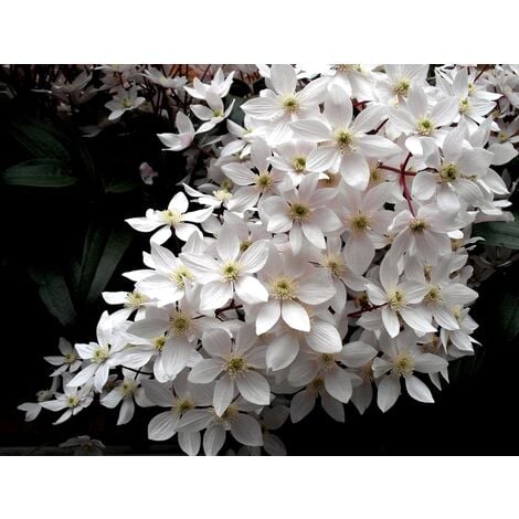 Planta de Clematis Blanca. Planta de 50 Cm.