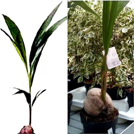 Planta de Coco Cocotero. en Maceta M19. Altura 130-150 Cm