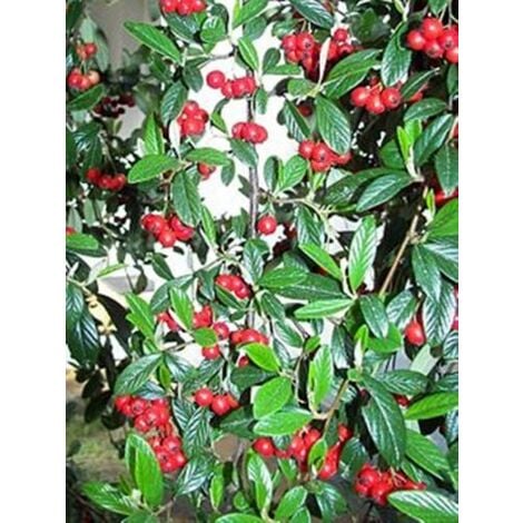 Planta de Cotoneaster Franchetti. 30 - 40 Cm