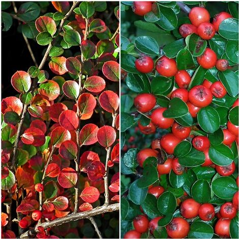 Planta de Cotoneaster Lacteus. 20 - 30 Cm