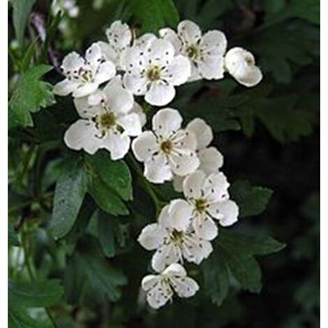 Planta de Crataegus Monogyna - Majuelo, Espino Blanco