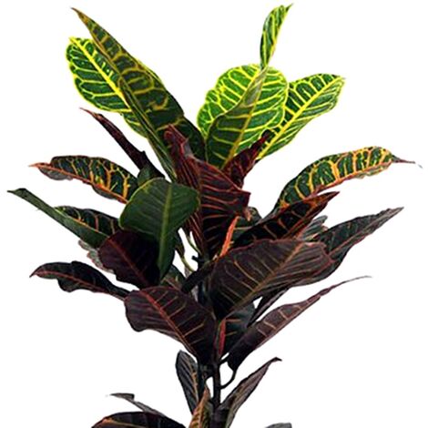 Planta de Crot�n Petra. 55 - 60 Cm