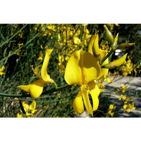 Planta de Cytisus Grandiflorus ? Escobon
