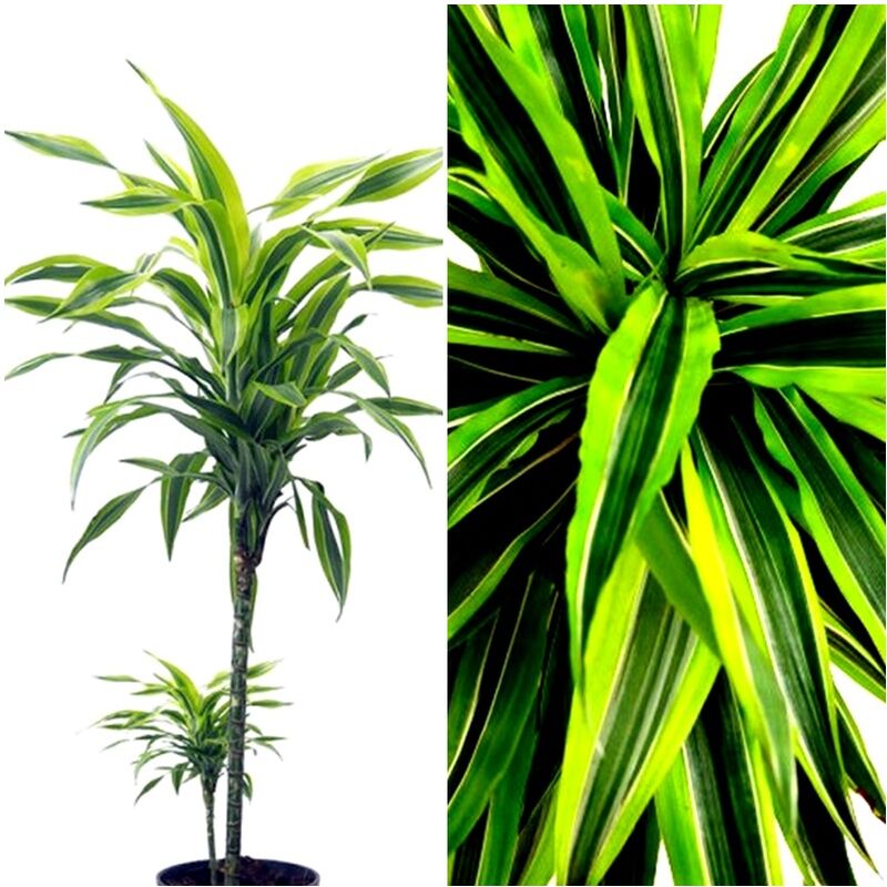 Planta Natural Dr�cena Lim�n. Dracaena Lemon Lime. 110 Cm