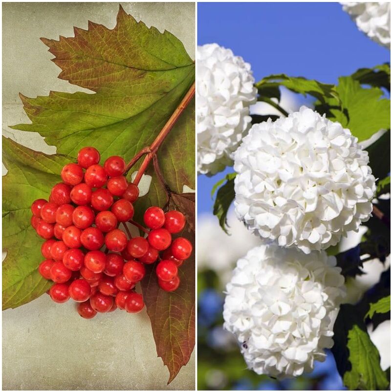 

Planta de Durillo. Viburnum Opulus. Altura 30 - 50 Cm