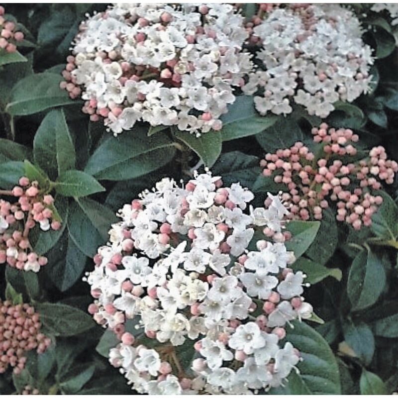 Planta de Durillo. Viburnum Tinus - 3147361
