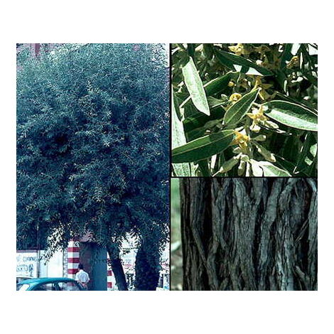 Planta de Elaeagnus Angustifolia - arbol del Paraiso. Altura 30 - 40 Cm