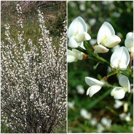 Planta de Escoba Blanca. Cytisus Albus. Ornamental