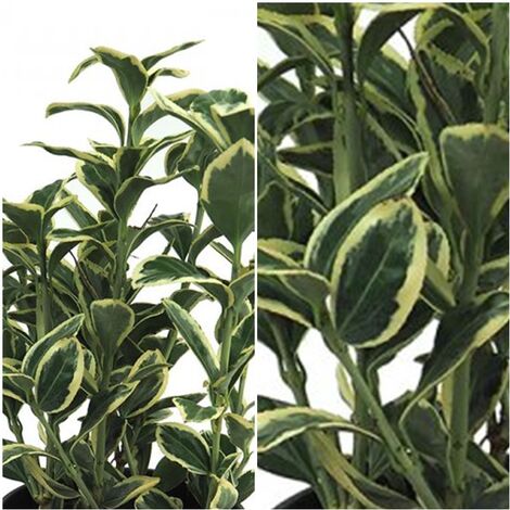 Planta de Evonimo Euonymus Japonica Bravo. 40 Cm