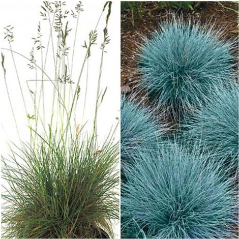 Planta de Festuca Glauca. Altura 50 - 60 Cms