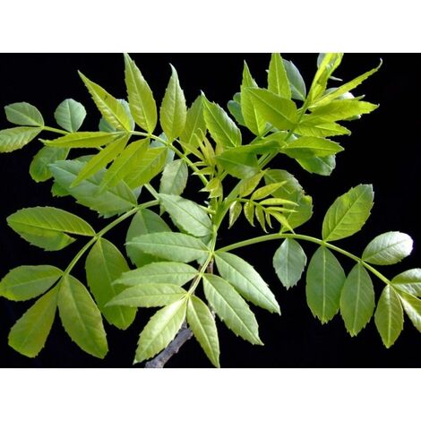 Plantas vivaces
