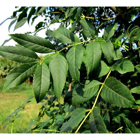 Planta de Fraxinus Excelsior - Fresno Hoja Ancha. 30 - 40 Cm