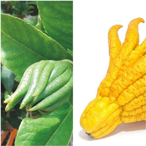 Planta de Frutal Mano de Buda Cidro Digitado. Altura �rbol 80 - 100 Cm