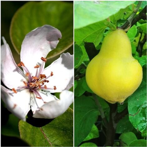 Cydonia oblonga Membrillero Seeds 40 semillas