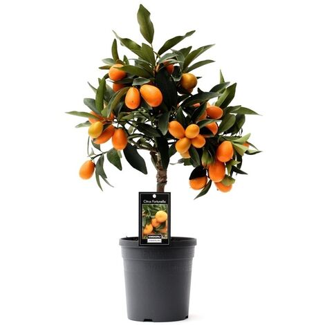 Planta de Frutal Naranjo Enano, Kumquat, Fortunella