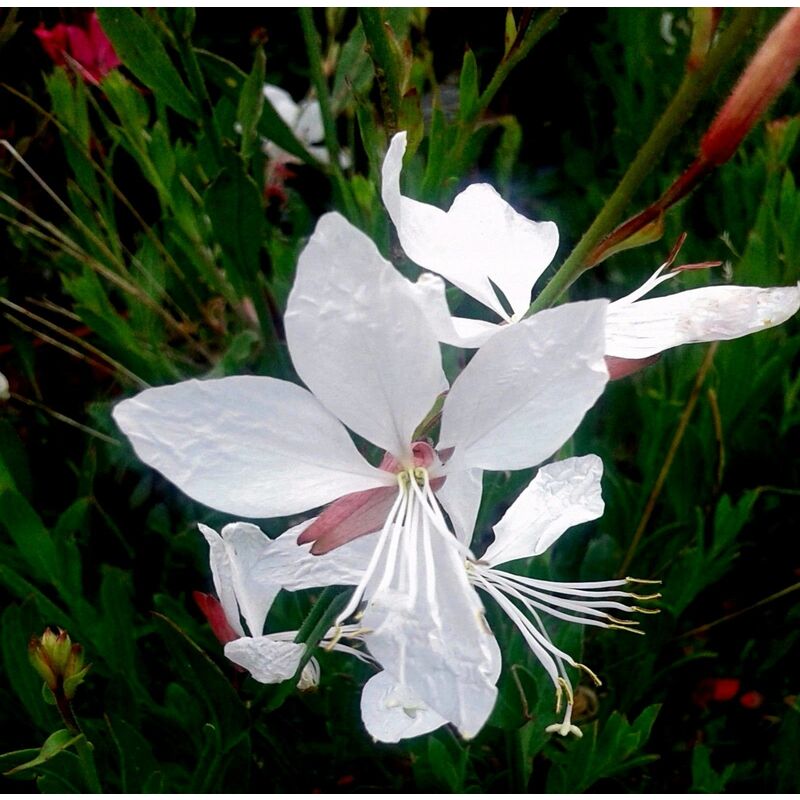 

Planta de Gaura Blanca. Altura Planta 30 - 40 Cm