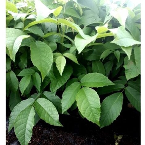 Planta de Juglans Regia. Nogal