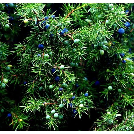 Planta de Juniperus Oxycedrus Enebro de Miera