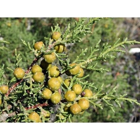 Planta de Juniperus Phoenicea - Sabina Mora