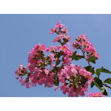 Planta de Lagerstroemia Indica - arbol de J�piter. Altura 20 - 30 Cm