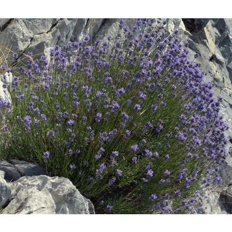Planta de Lavandula Latifolia