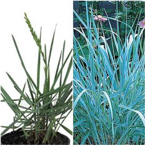 Planta de Leymus Arenarius Blue Dune. 50 Cm