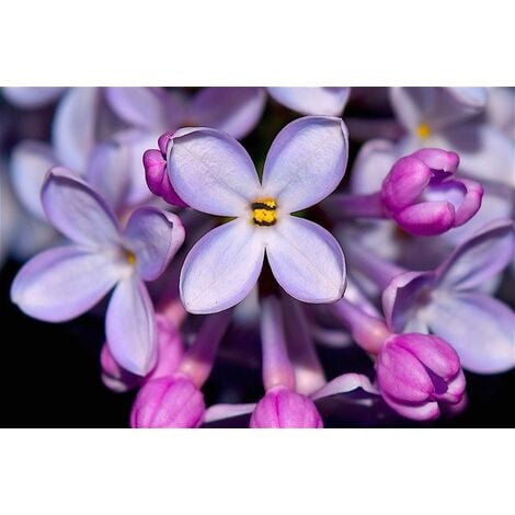 Planta de Lila Rosa. Syringa Vulgaris. Altura Planta 40 - 50 Cm