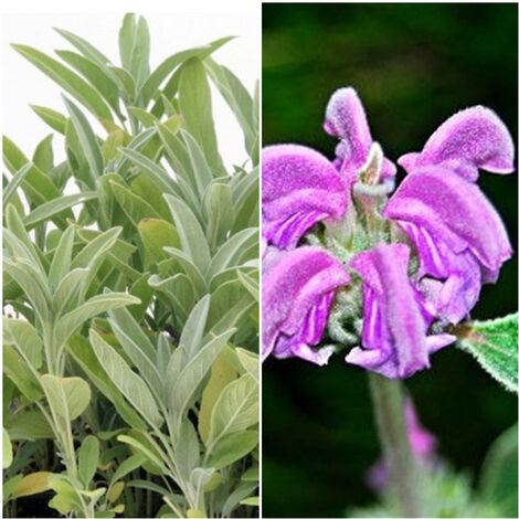 Planta de Matagallo Phlomis Purpurea