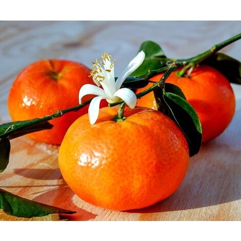 Planta de Naranjo Clementina, Naranja Fácil de Pelar.