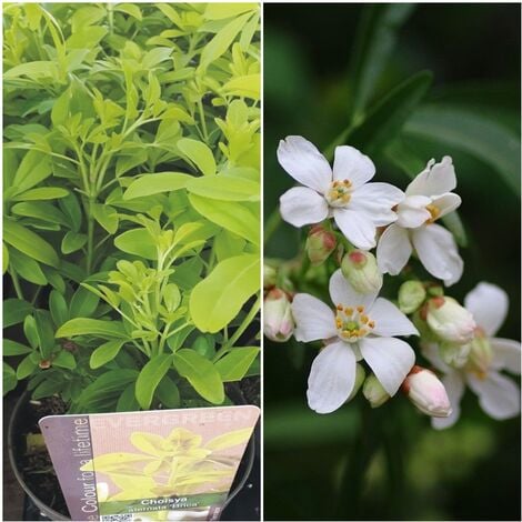 Planta de Naranjo de M�jico. Azahar Mexicano. Choisya. Altura 25 - 30 Cm
