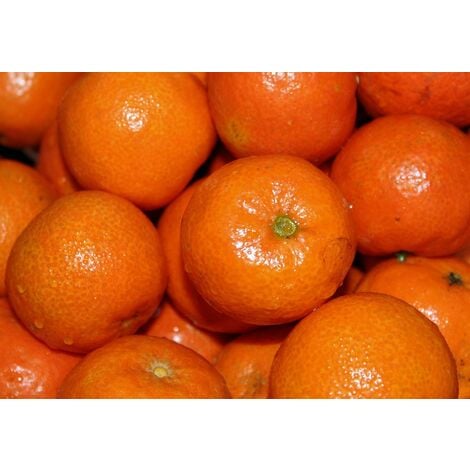 Planta de Naranjo Mandarino. Mandarinas Otkisut. Resiste Fr�o. 110 Cm