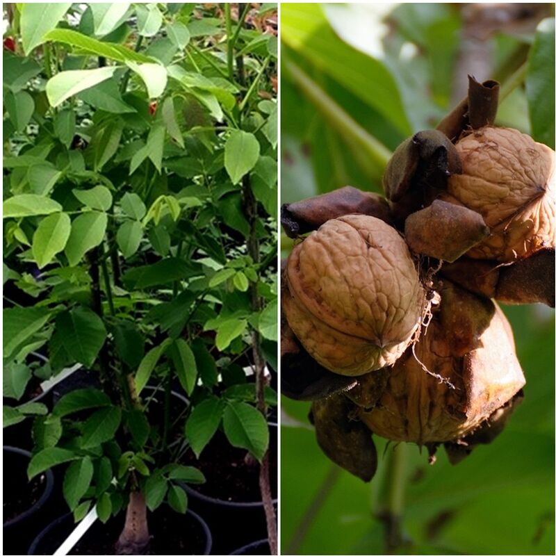 Planta de Nogal de Fruto Nuez. Juglans Regia. 150 Cm