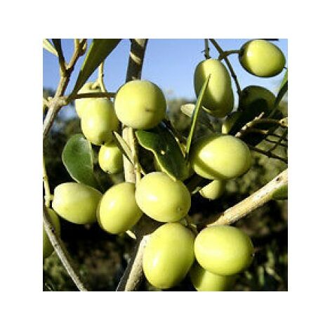 Planta de Olivo. Variedad Arbosana. Altura 80 - 90 Cm