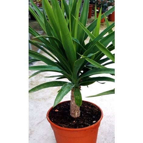 Planta de Palmera Yucca Elegans. Altura Planta 50/60 Cm