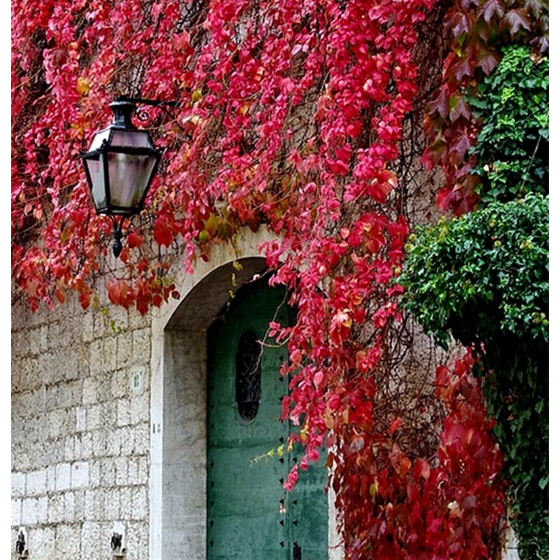Planta de Parra Virgen Parthenocissus Quinquefolia. 40 - 50 Cm - 3147135