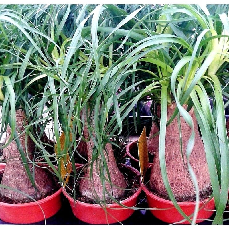 Planta de Pata de Elefante Nolina, Beucarnea Recurvata en Maceta. 25/30