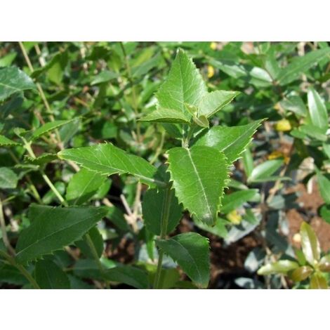 Planta de Phillyrea Latifolia - Labi�rnago Negro