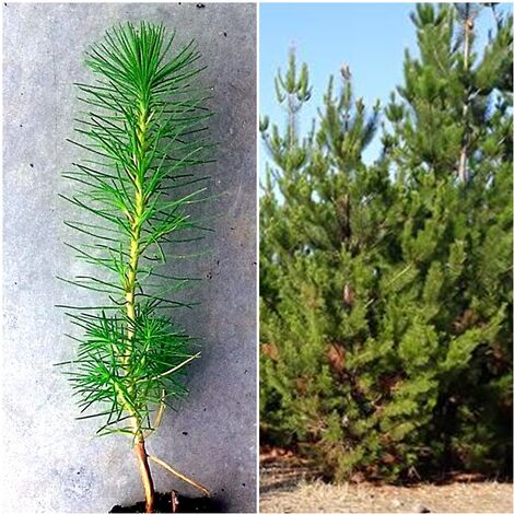 Planta de Pino Insigne. Pinus Radiata. Crecimiento R�pido
