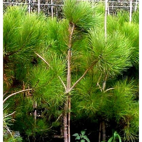 Planta de Pino Pi�onero - Pinus Pinea. Altura: 50 - 100 Cm