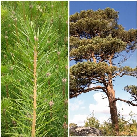 Planta de Pinos Silvestre O Pino Rojo. Pinus Sylvestris