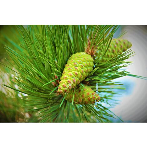 Planta de Pinus Halepensis. Pino Carrasco. 100 - 150 Cm