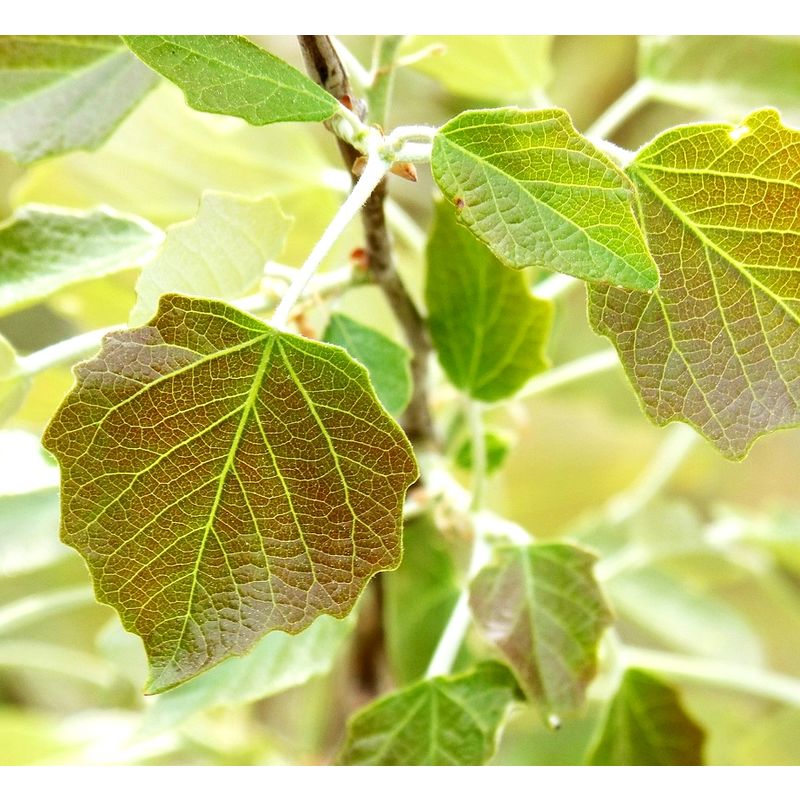 

Planta de Populus Alba, Alamo Blanco