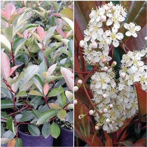 Planta de Potinia Fotinia Photinia RED Robin. Altura 40 - 50 Cm